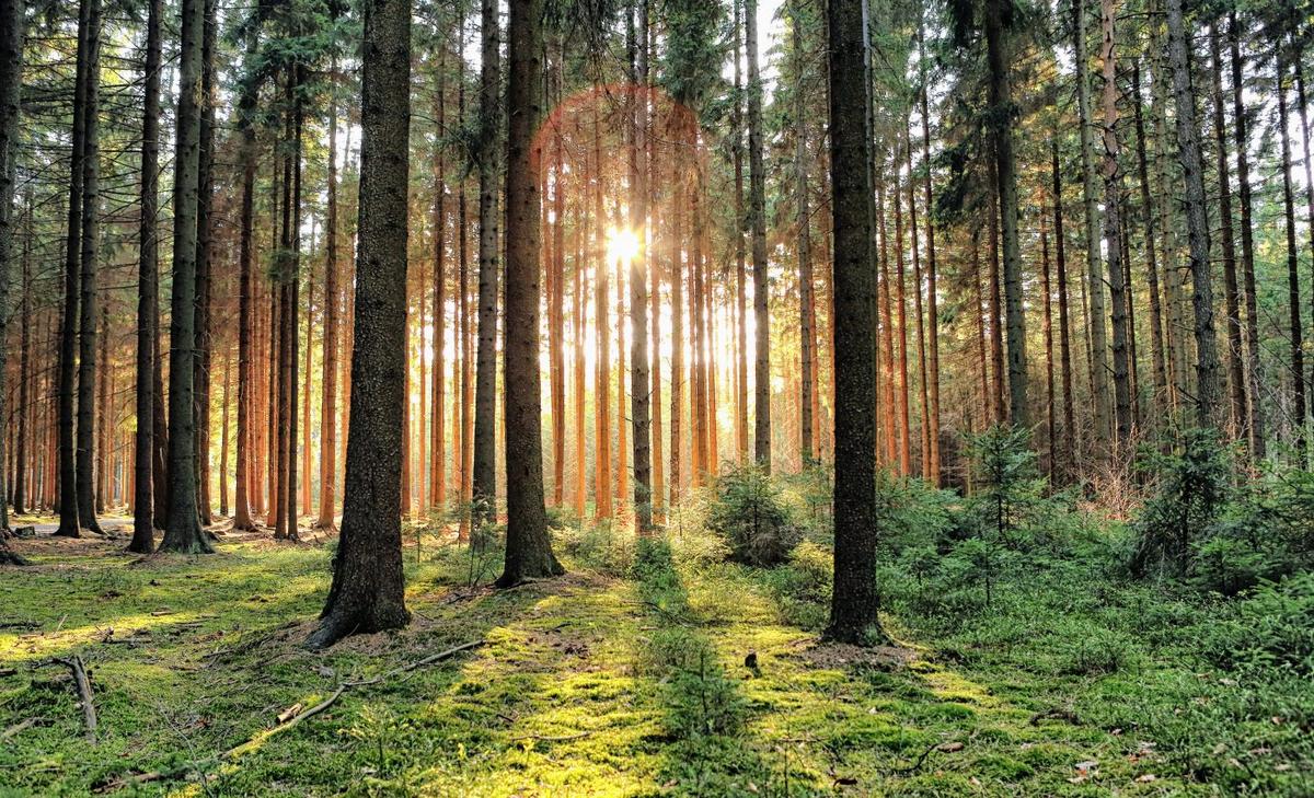 Changes in forest cover linked to disease outbreaks