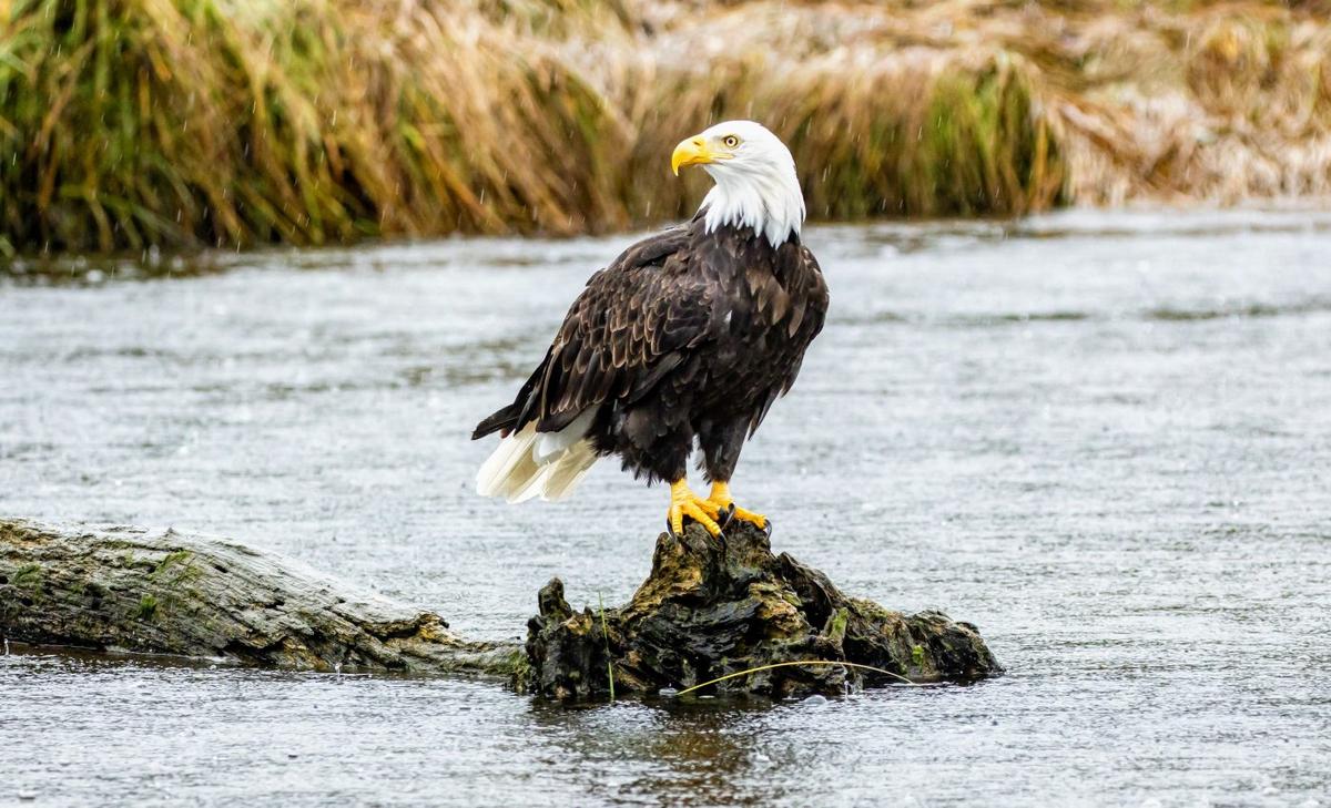 Disease that kills bald eagles linked to invasive plant