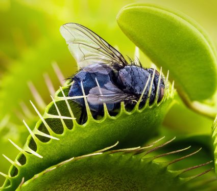 shutterstock_2880391792.jpg