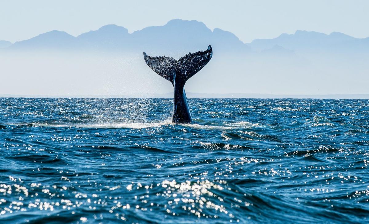 Gray's beaked whales have been stable for over a million years