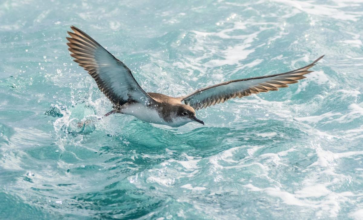 Migrating seabirds are starving and eating non-food items