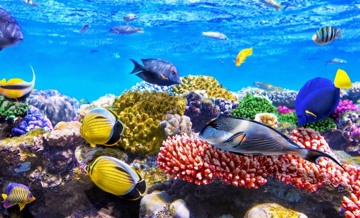 Do corals depend on poop from their predators?