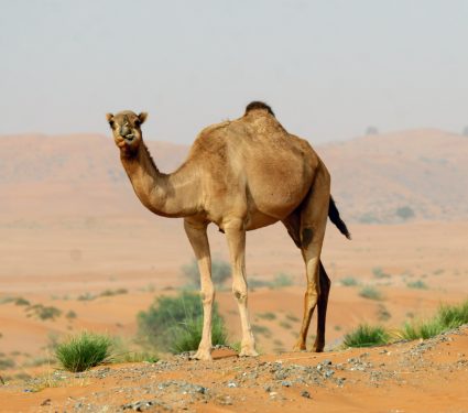 shutterstock_1628383852.jpg