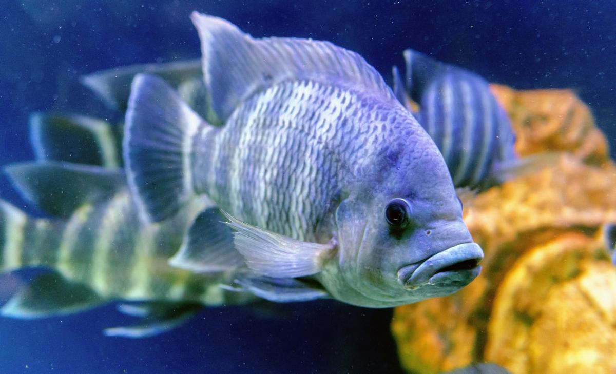 Tilapias stunt their own growth to survive stressful conditions