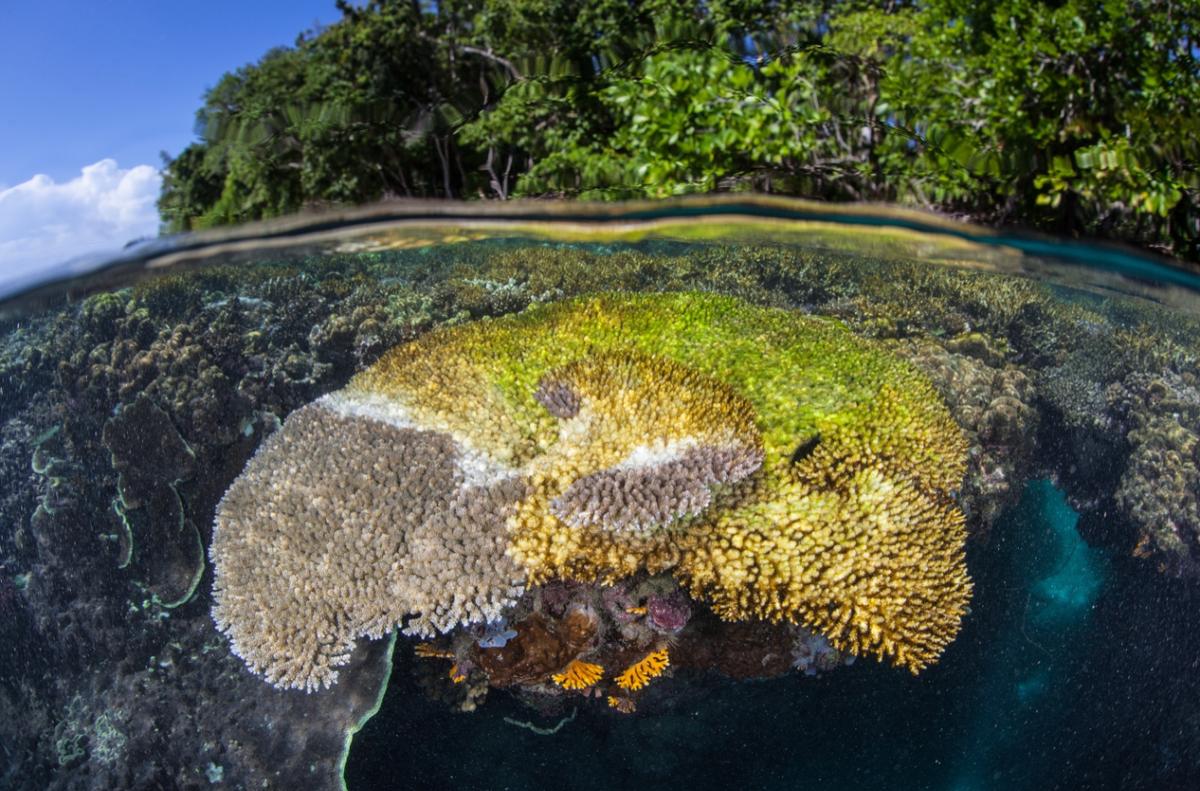 How is sunscreen impacting coral reefs?