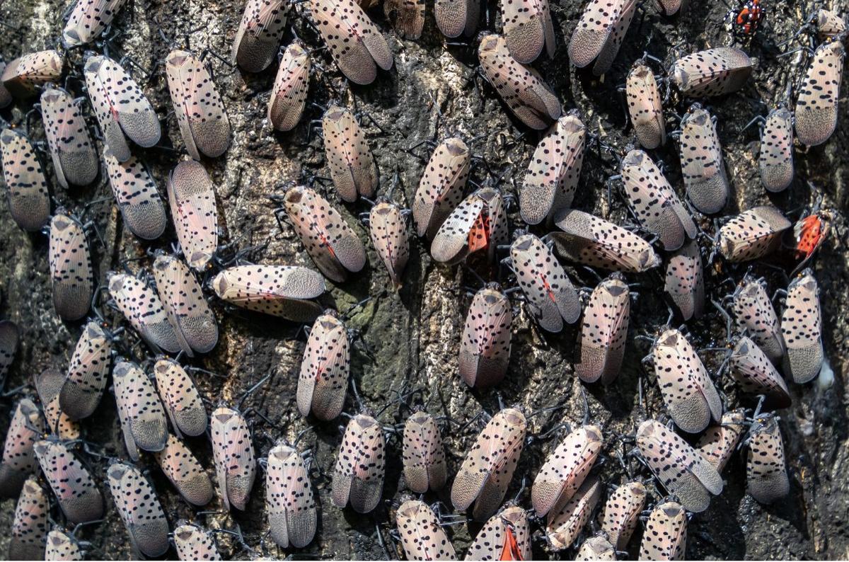 Invasive species have racked up more than $1.28 trillion in damages