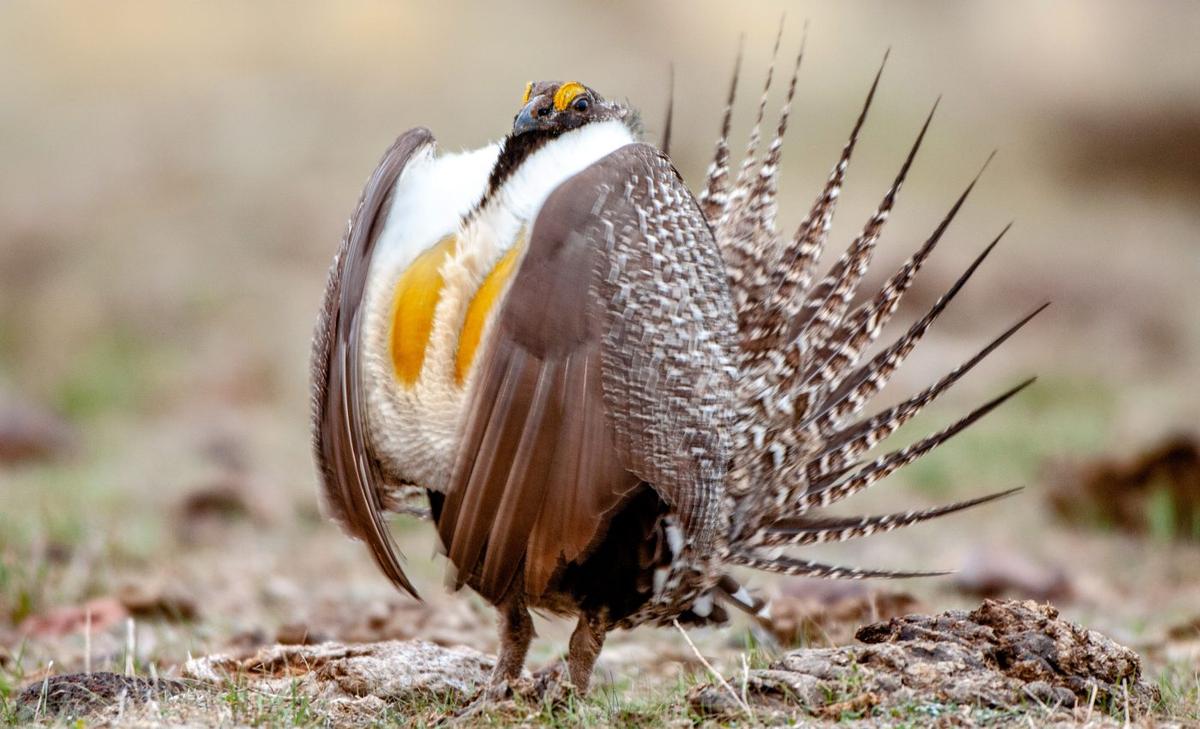 Greater sage-grouse populations have declined by 80 percent