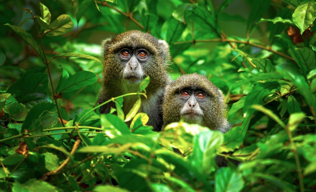 Female monkeys use males as "hired guns" for protection
