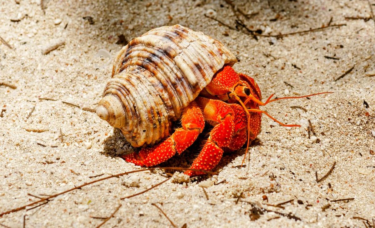 Crab shells could help pave the way for sustainable electronics