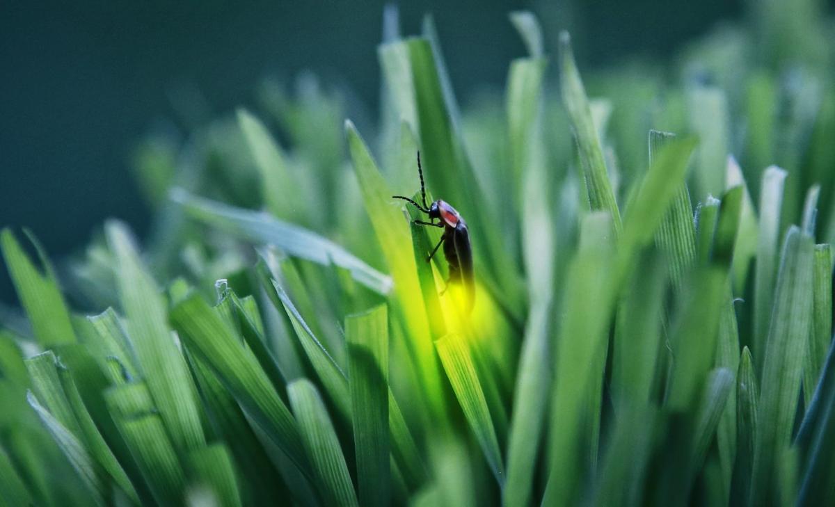 Study hints at a secret "musical battle" between fireflies and bats