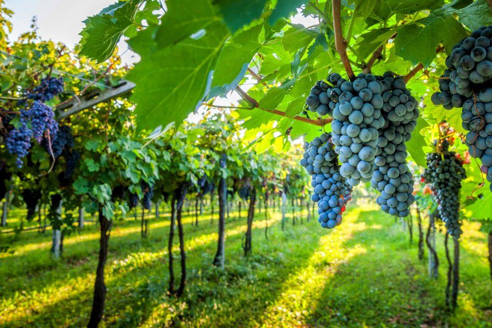 Study identifies genes that control heat response in crops