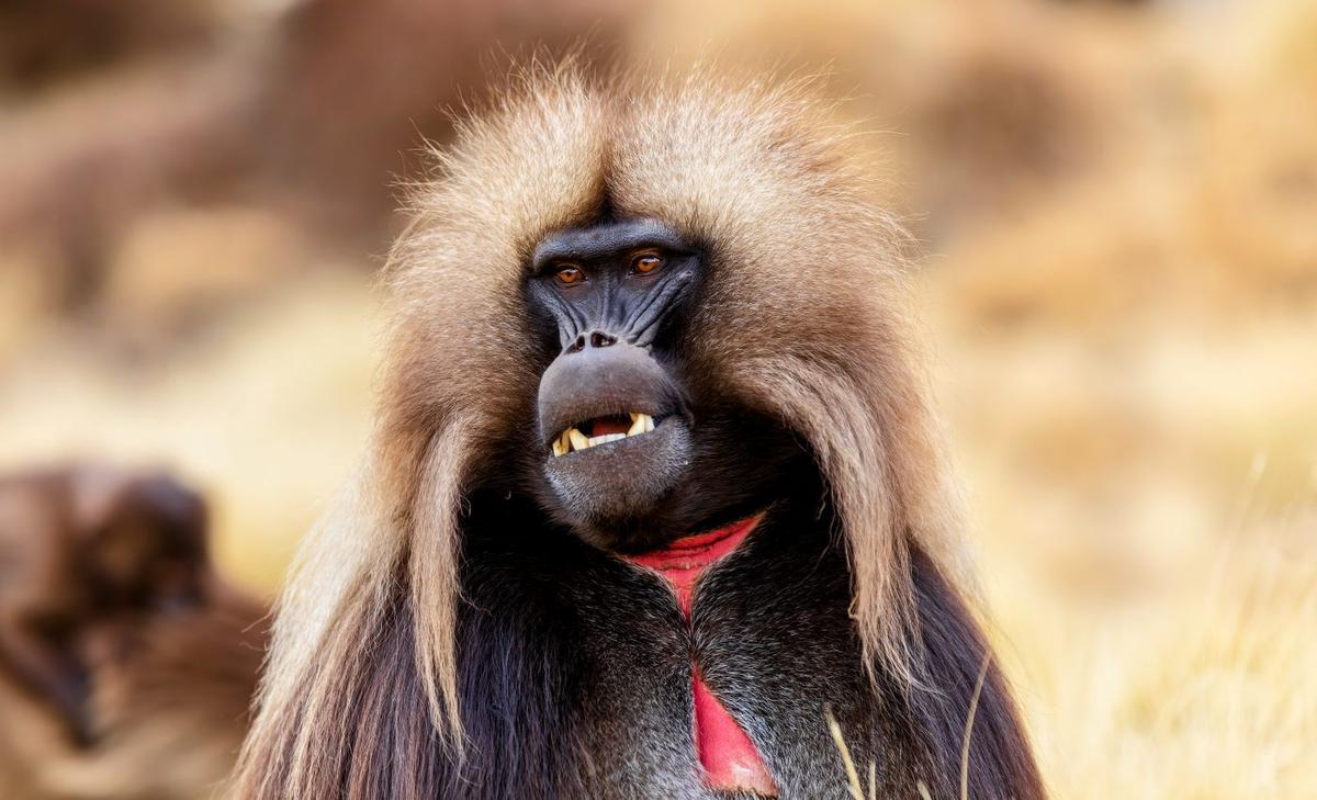 Male baboons age faster as they climb the social ladder
