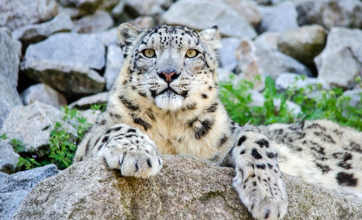 It remains unclear which mammals can survive climate change