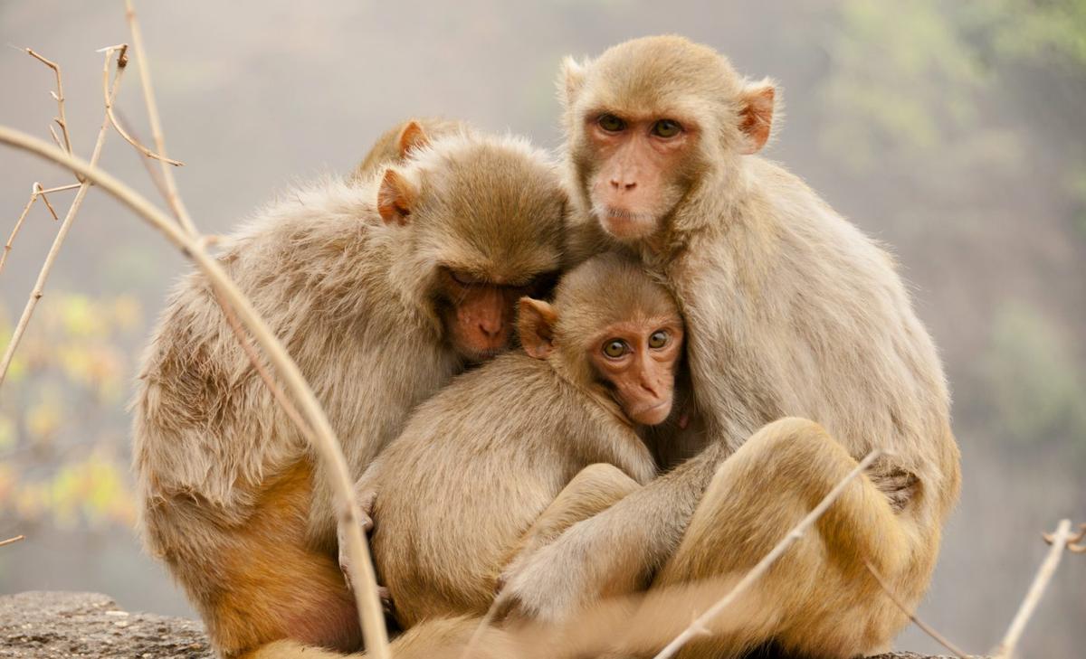 Rhesus macaques were drawn closer together after Hurricane Maria