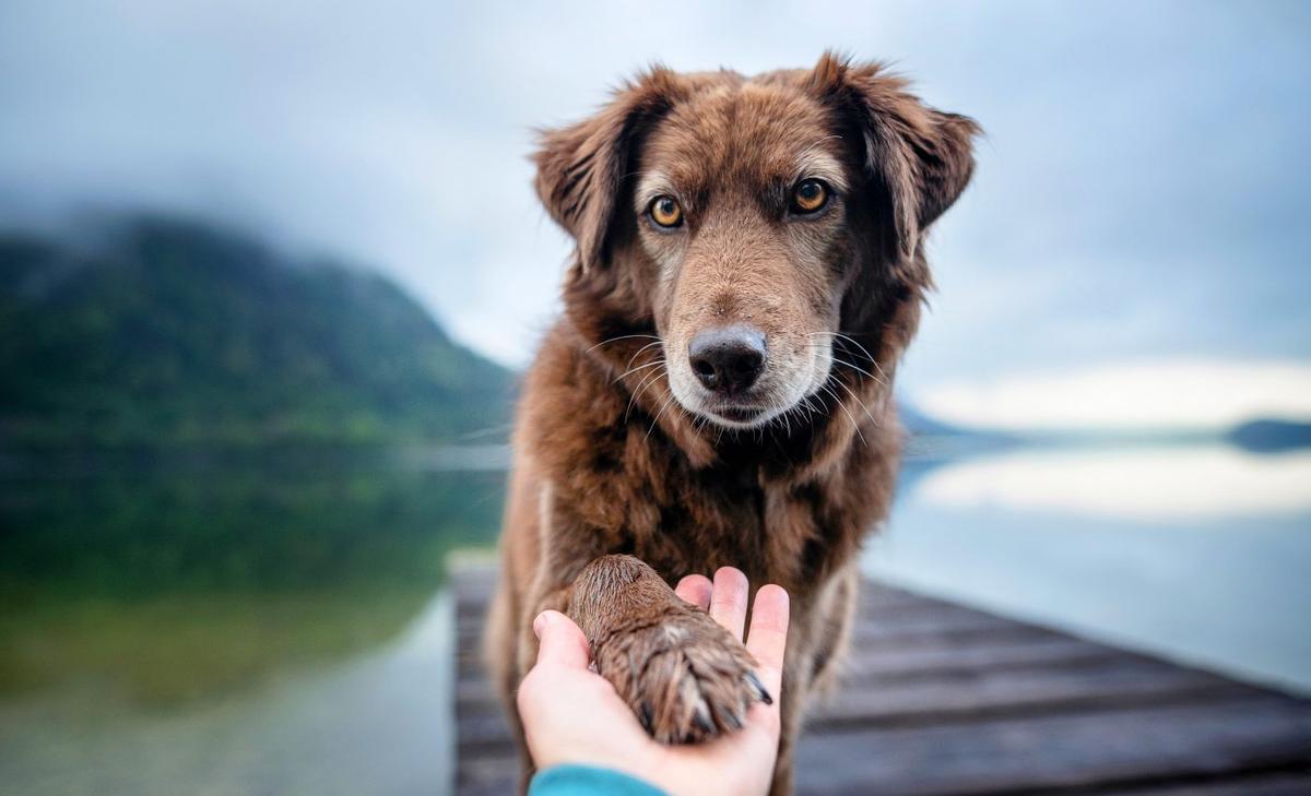Dogs appear to get jealous over their owner's affection