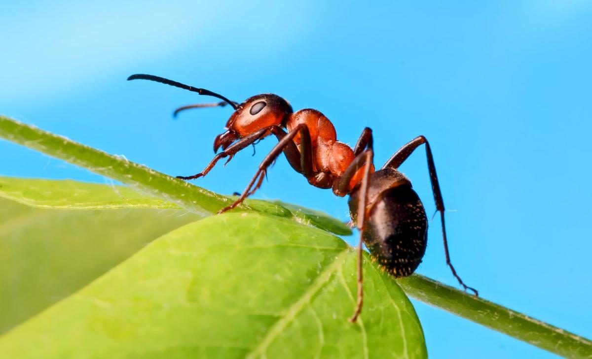 Social isolation affects ants in similar ways as humans