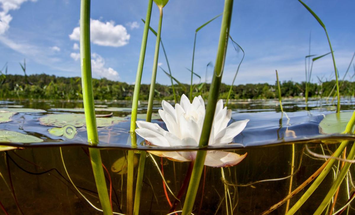 Half of global methane emissions come from aquatic ecosystems