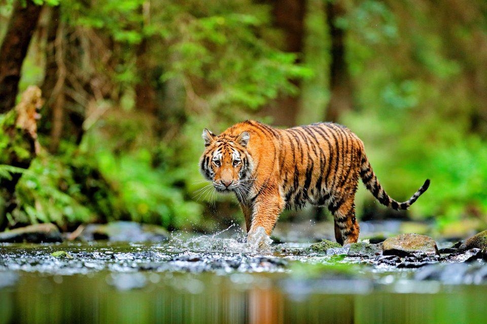 Sustainable practices could greatly reduce species extinction risk