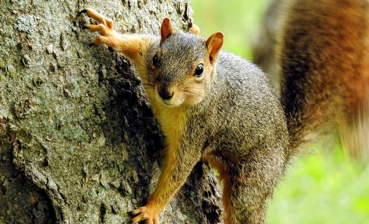 Bigger brains allow squirrels to live in complex environments
