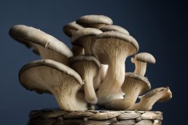 Oyster,Mushrooms