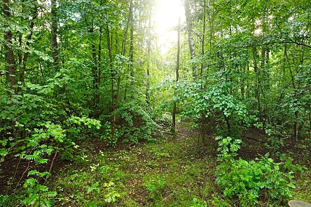 Deciduous trees can offset carbon emissions from forest fires