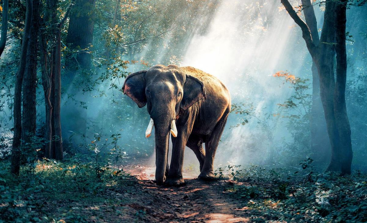 Counting critically endangered forest elephants