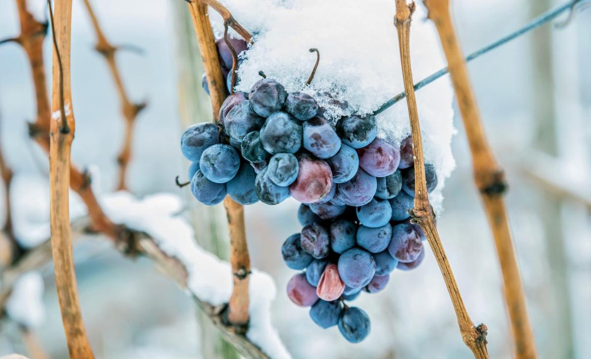 Ice-free parts of Arctic are driving extreme snowfall in Europe