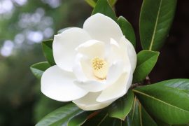 Blown,Beautiful,Magnolia,Flower,On,A,Tree,With,Green,Leaves.