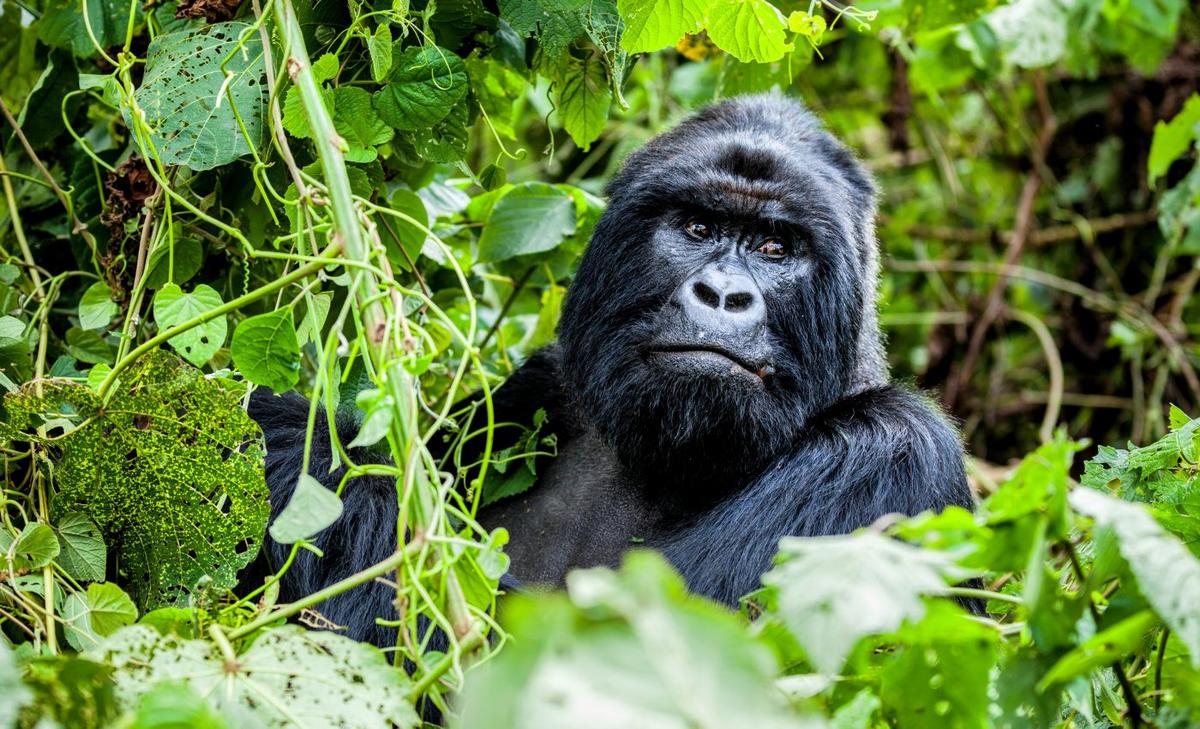 Forests of Central Africa have varying levels of climate sensitivity