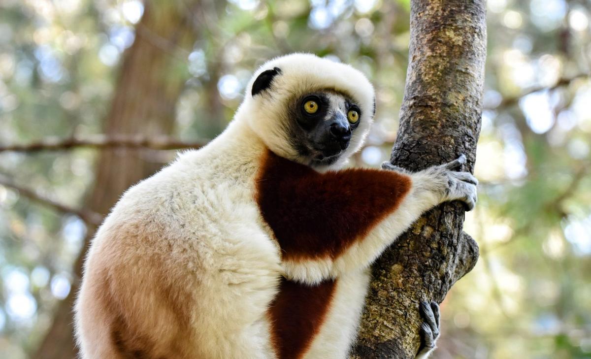 Lemurs eat flowers and pine needles to survive habitat loss