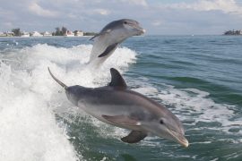 Bottlenose,Dolphin,(tursiops,Truncatus)