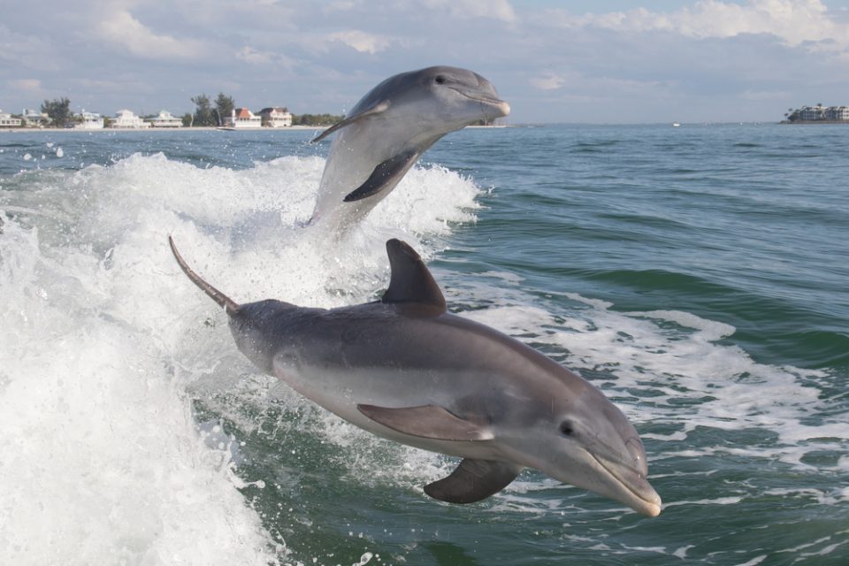Are Bottlenose Dolphins Really That Smart?
