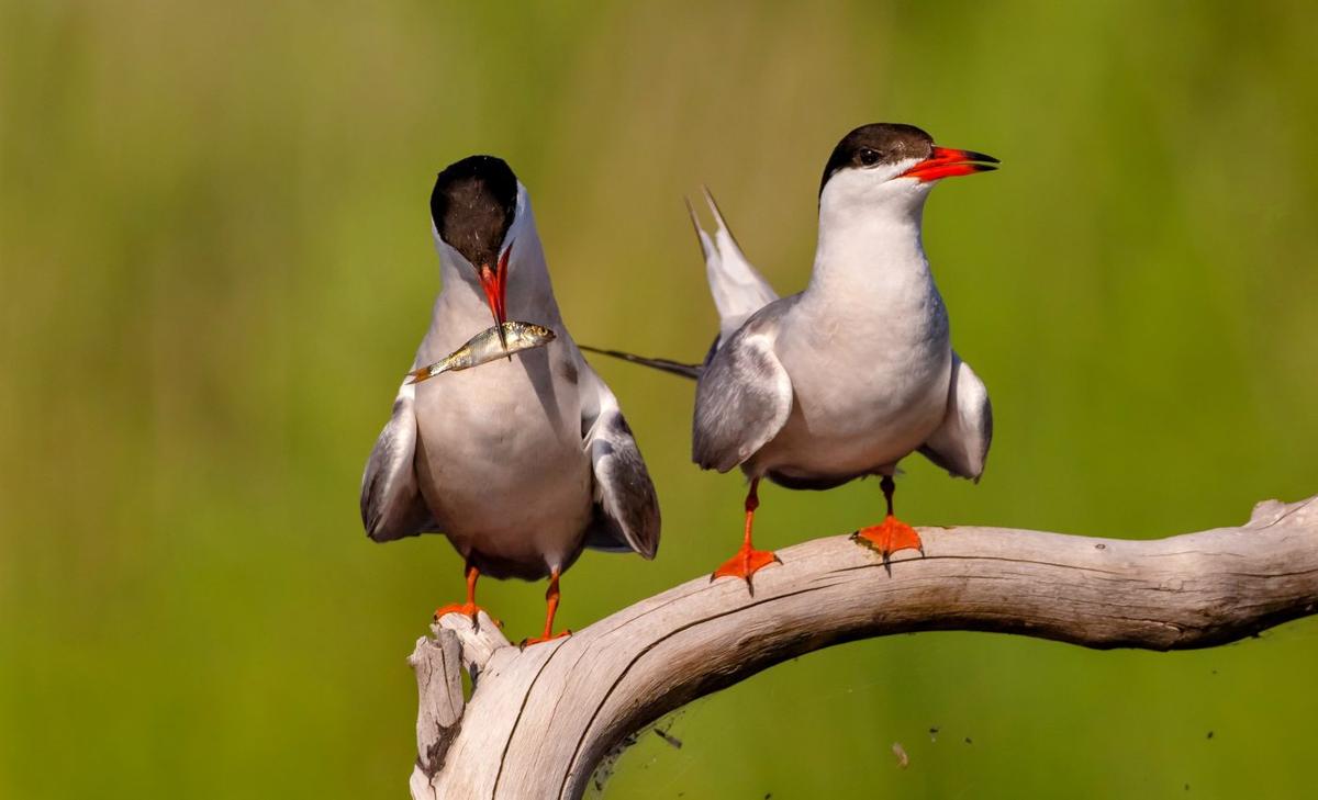 Foraging habits of seabirds altered by  turbulent tidal flows