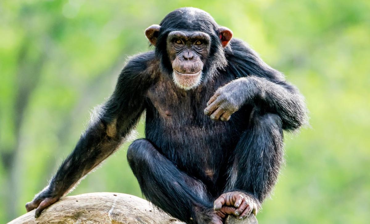 Overuse of antibiotics threatens wild chimpanzees