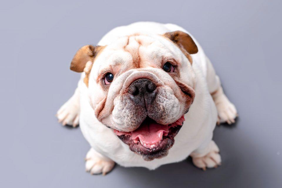 Dogs with shorter noses are better at making eye contact