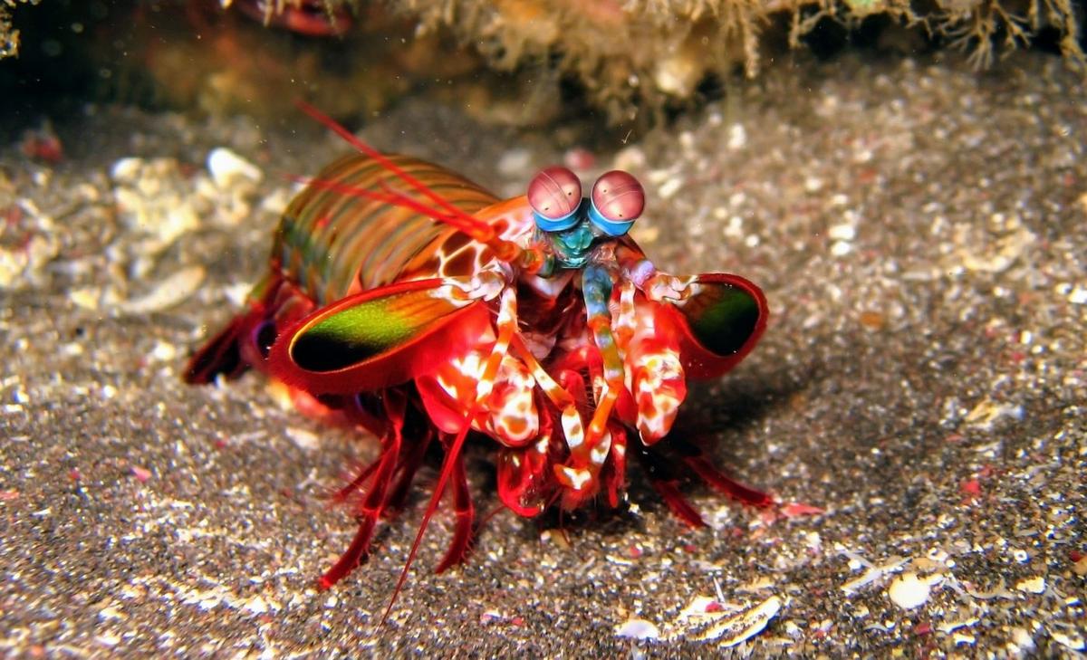 Baby mantis shrimp are ferocious predators