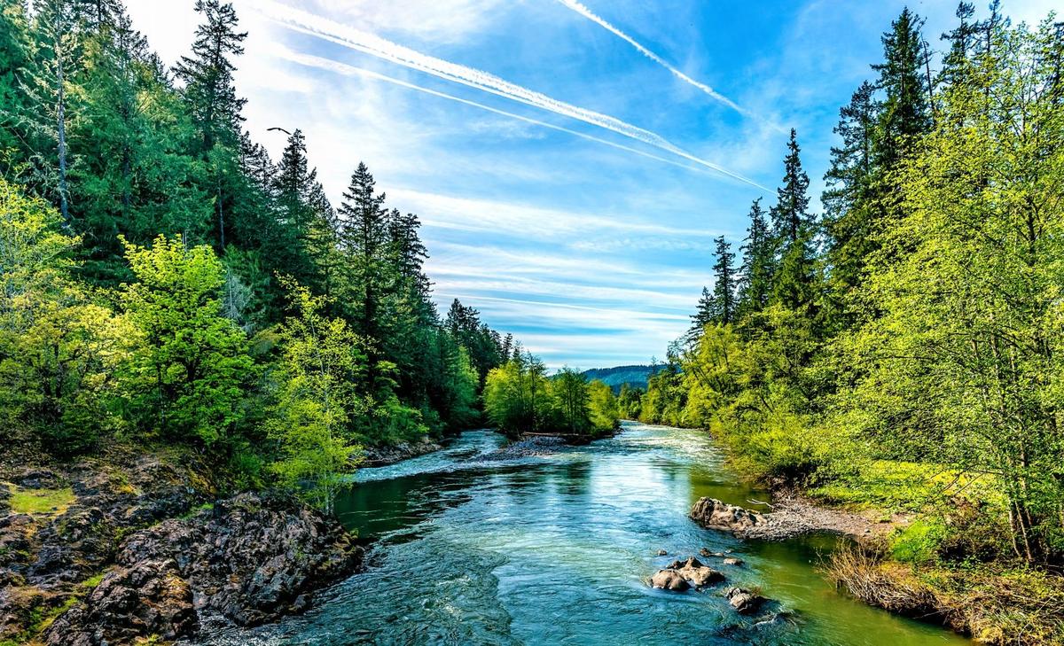 Northern forests are losing their ability to store carbon
