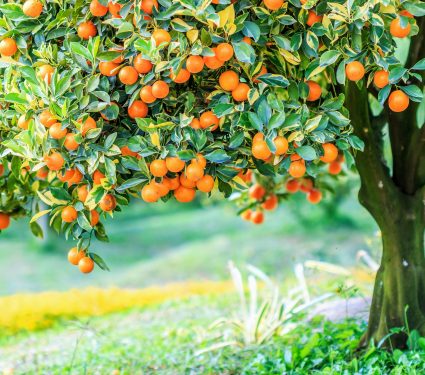 shutterstock_3294794903.jpg