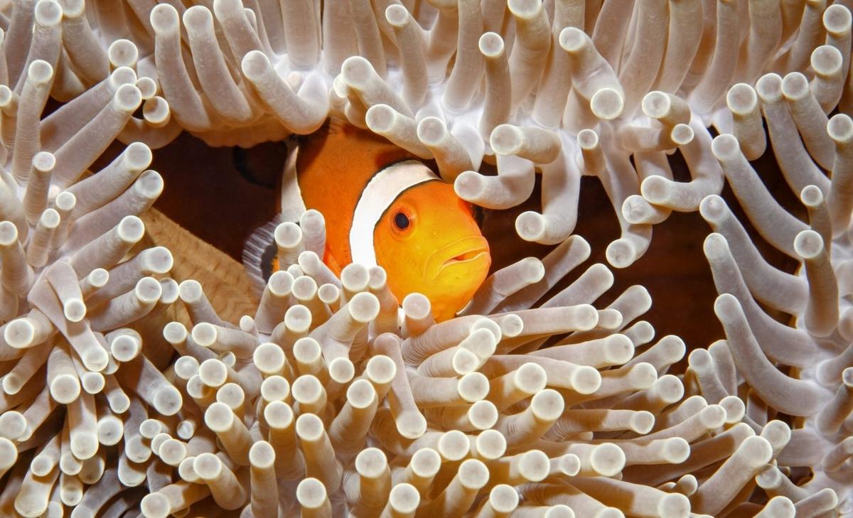 Squishy ancestors of corals had the genes to build skeletons