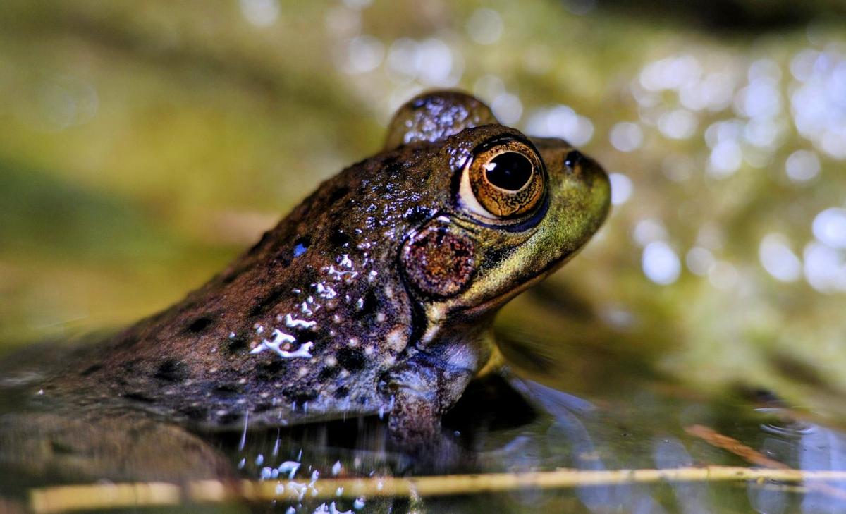 New species of fanged frog found in the Philippines