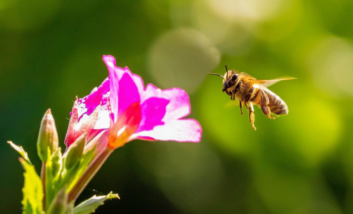 Remarkably high bee diversity found in a small stretch of desert