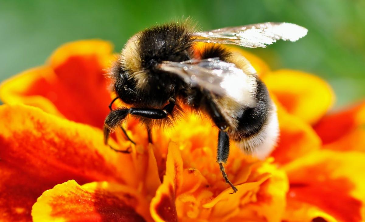 Bigger bumblebees go to work earlier in the morning
