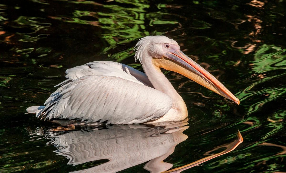 Social bonds are key to breeding success among pelicans