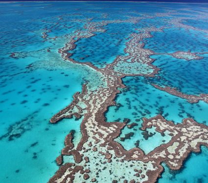 Magnificent,Colours,In,The,Great,Barrier,Reef