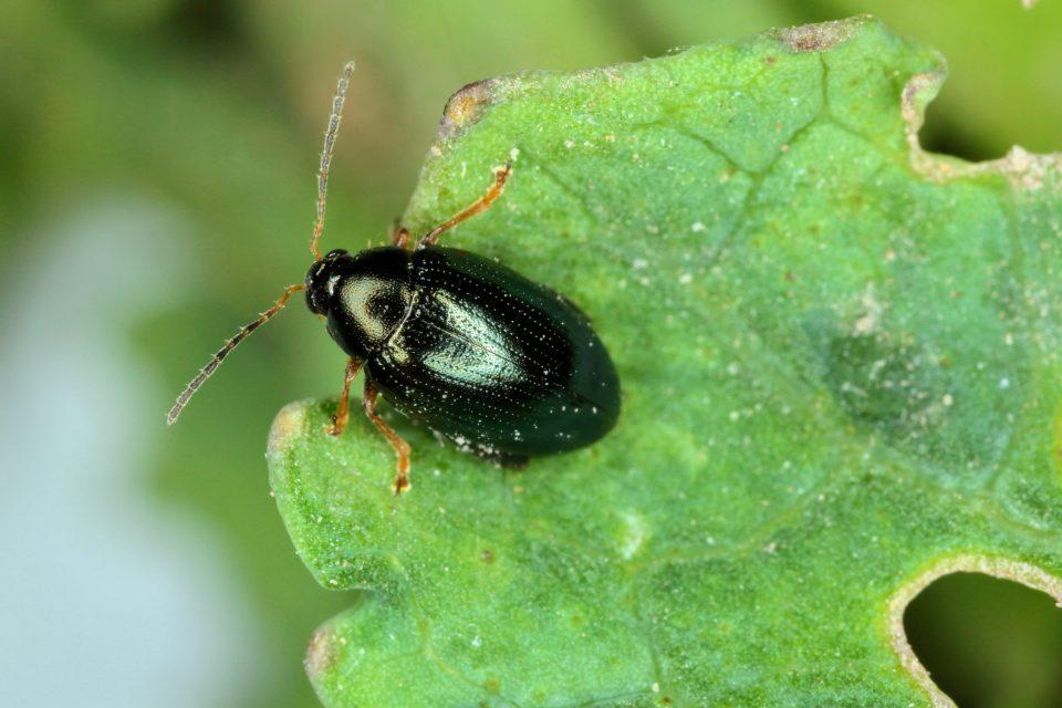 Horseradish flea beetles take up plant toxins for their own defense