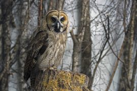 2021/05/great-grey-owl-hybrid-3016287_1280.jpg