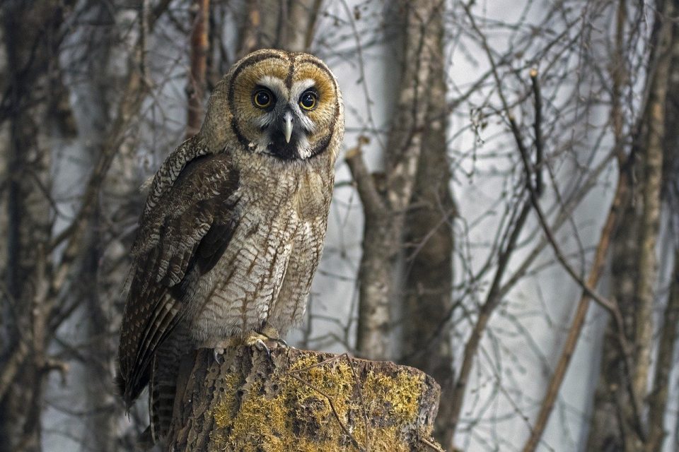 Mysterious Creatures of the Taiga Biome