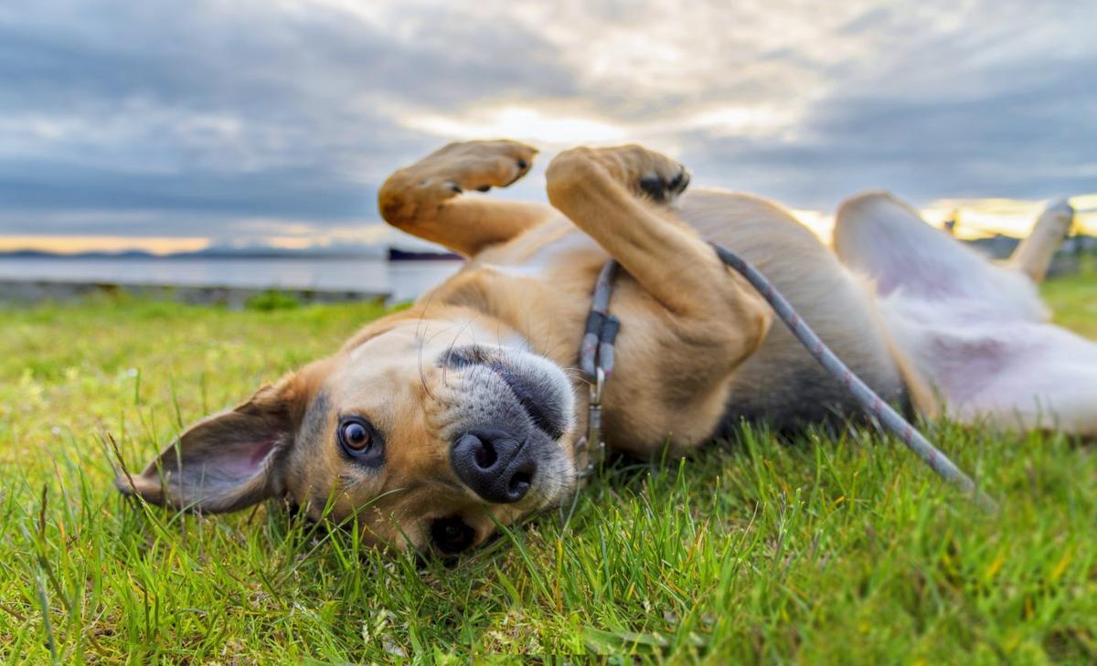 Therapy dogs boost cognitive skills in college students