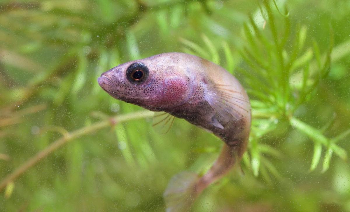 Stickleback fish provide new insight into natural selection