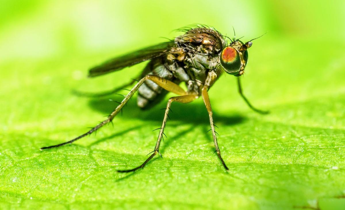 Some insects have more than 200,000 brain cells